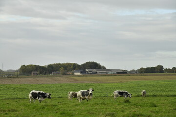 Troupeau de vaches laiti&egrave;res sous un ciel gris d'automne &agrave; &Eacute;caussinnes d'Enghien (Soignies)