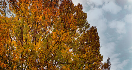 Bäume im Herbst Landschaft Banner