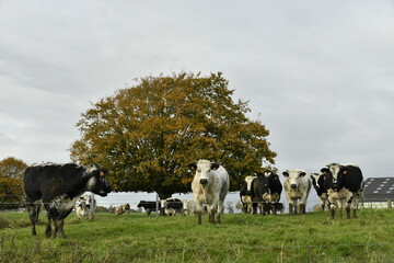 Fototapeta premium Troupeau de vaches laitières sous un ciel gris d'automne à Écaussinnes d'Enghien (Soignies)