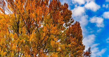 B&auml;ume im Herbst Landschaft Banner