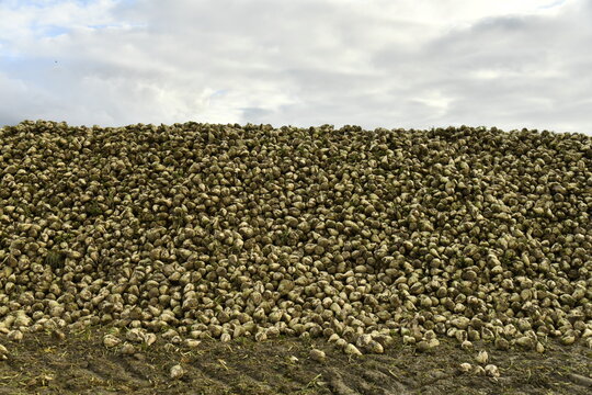 Tas de betteraves sucr&eacute;es sur un champ en automne &agrave; &Eacute;caussinnes d'Enghien (Soignies)