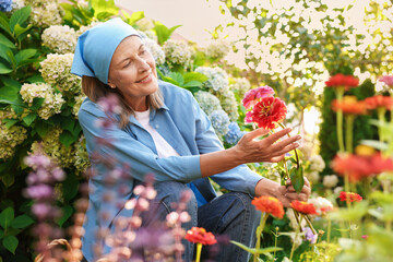 Senior woman picking zinnia flowers in garden