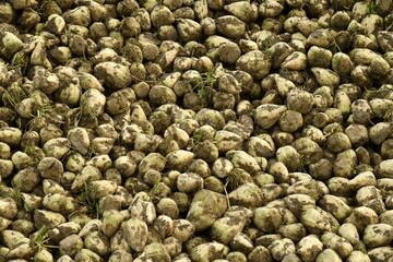 Tas de betteraves sucrées sur un champ en automne à Écaussinnes d'Enghien (Soignies)