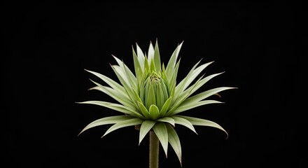 A single green succulent plant with white tips against a black background.