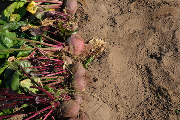 The harvest of excavated ripe organic beets lies on the ground, top view. Copy space
