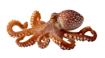 Octopus: An exquisite studio shot captures an octopus with detailed textures, revealing the intelligence and grace of the ocean.