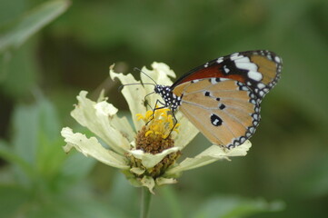 A colorful orange butterfly with beautiful wings is close-up on a flower in a summer garden
Tags: butterfly, insect, nature, flower, summer, macro, animal, wildlife, wings, garden, plant, spring, oran