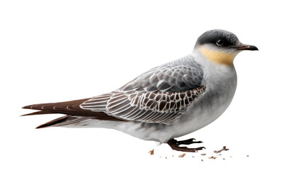 Fototapeta premium Arctic Tern in Profile: A solitary Arctic Tern, a testament to the marvels of the avian world, stands proudly in profile, showcasing its sleek plumage and distinctive features.