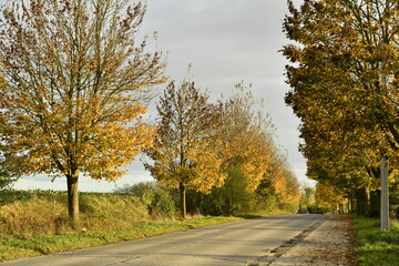 Arbres en automne le long d'une route en fin de journ&eacute;e &agrave; &Eacute;caussinnes d'Enghien (Soignies)