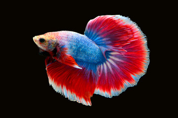 Betta fish red, siamese fighting fish isolated on black background 