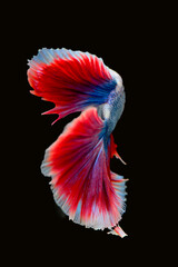 Betta fish red, siamese fighting fish isolated on black background 