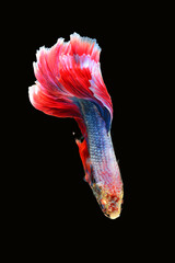 Betta fish red, siamese fighting fish isolated on black background 