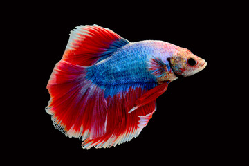 Betta fish red, siamese fighting fish isolated on black background 