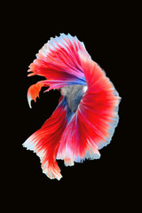 Betta fish red, siamese fighting fish isolated on black background 