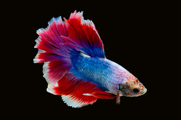 Betta fish red, siamese fighting fish isolated on black background 