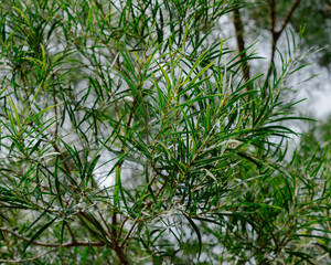 green leaves background