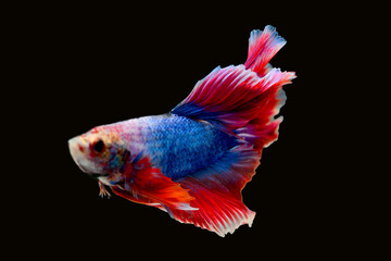 Betta fish red, siamese fighting fish isolated on black background 