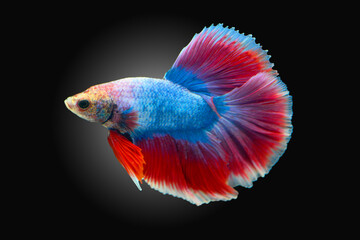Betta fish red, siamese fighting fish isolated on black background 