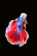 Betta fish red, siamese fighting fish isolated on black background 