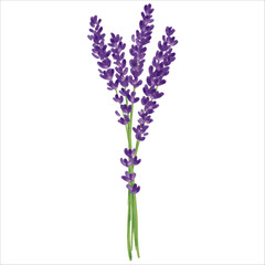 Obraz premium Lavender Hand Drawing Vector Illustration