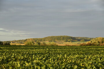 Champs sous la lumière du coucher de soleil et nuages gris à Écaussinnes d'Enghien  (Soignies)