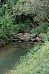 stream in the forest
