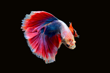 Betta fish red, siamese fighting fish isolated on black background 