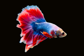 Betta fish red, siamese fighting fish isolated on black background 