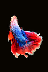 Betta fish red, siamese fighting fish isolated on black background 