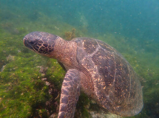 Baby Sea Turtle Swimming Underwater