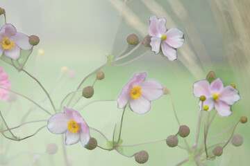 Blumenwiese im Dunst