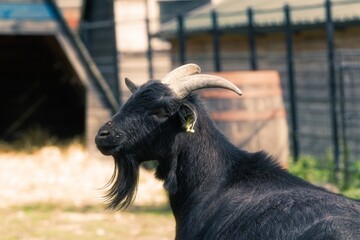 Side portrait of a goat