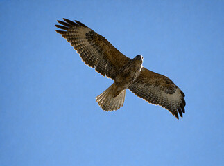 Hawk Soaring in the Blue Sky