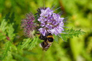 Flowers Phacelia tanacetifolia, lacy phacelia, tansy-leaf phacelia, blue tansy, purple tansy, fiddleneck. Garden bumblebee (Bombus hortorum). October, Netherlands. 