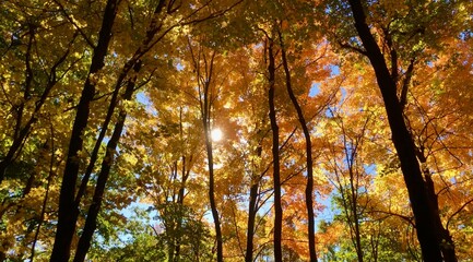 autumn in the forest