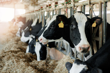 Holstein Cows in modern dairy farm barn feeding, livestock banner with sunlight