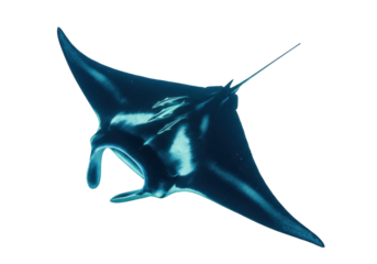 Isolated Giant Manta Ray Overhead View Underwater Marine Life Tropical Sea Ocean Diving Fish