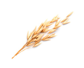 Oat plant