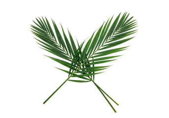 Isolated pair of tropical palm leaves, decorative green fronds, nature decoration element