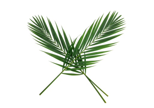 Isolated pair of tropical palm leaves, decorative green fronds, nature decoration element
