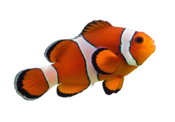 Isolated orange clownfish with white stripes swimming underwater near a coral reef habitat