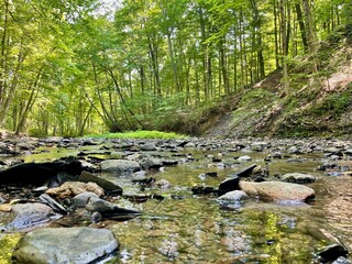 stream in the forest
