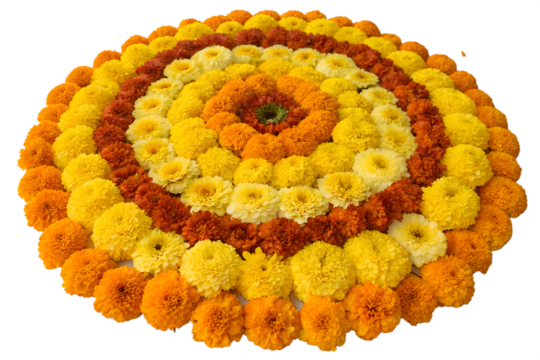 Photo of a colorful floral rangoli made of marigold flowers in yellow and orange hues, arranged in a circular pattern, isolated on transparent background