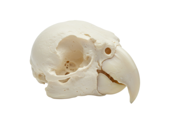 Isolated parrot skull, anatomical avian specimen, bone structure, osteological remains