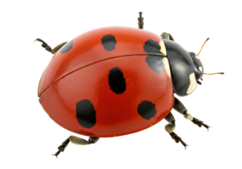 Isolated ladybug is shown close up, with red shell and black spots on a solid backdrop