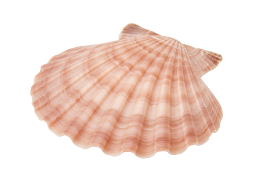 Isolated pink scallop shell, marine animal, close up, natural light, clean studio shot