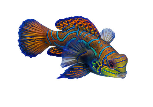 Isolated, colorful and vibrantly detailed mandarin dragonet fish floats in open ocean, no background
