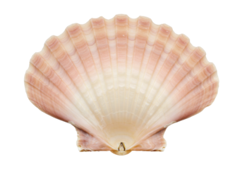 Isolated delicate pink shell with ribbed texture, ocean themed treasure, elegant nature piece