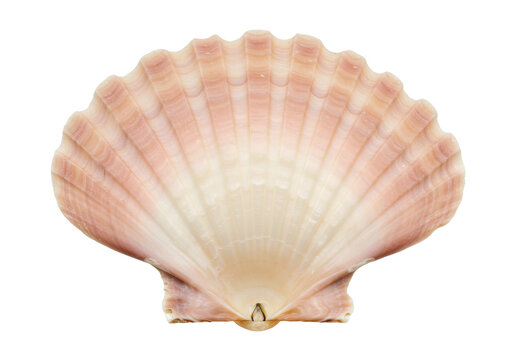 Isolated delicate pink shell with ribbed texture, ocean themed treasure, elegant nature piece