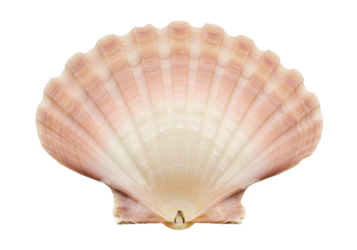 Isolated delicate pink shell with ribbed texture, ocean themed treasure, elegant nature piece - Powered by Adobe